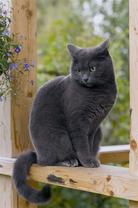 The answer will vary dramatically depending on a number of factors, principally who you. 21 Most Affectionate Cat Breeds That Make You Fall in Love ...