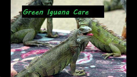 How To Care For Green Iguana Quick Care Guide For Green Iguanas Youtube