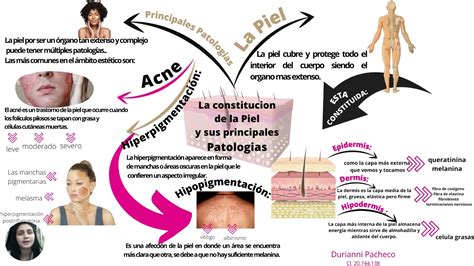 Mapa Mental La Piel Constitucion De La Piel Y Principales Patologia