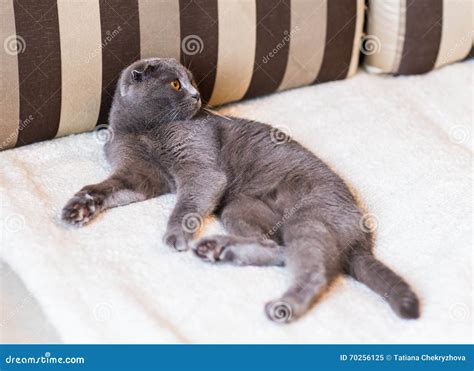 Cute Funny Grey Cat Relaxing On The Couch Stock Image Image Of Animal