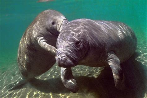 Manatee Wallpaper 64 Pictures