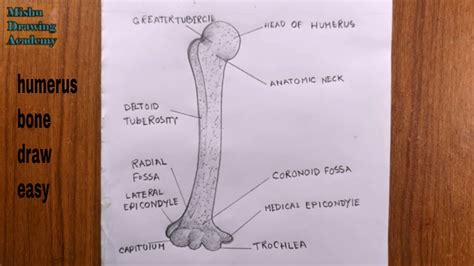 How To Draw Humerus Bone Diagramhumerus Bone Drawing Youtube