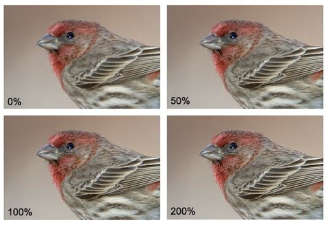 Secrets Of Digital Bird Photography