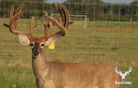 9 Big Two Year Old Whitetail Bucks For Sale Tahc