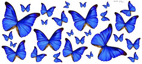 Blue Butterfly Wallpapers On Wallpaperdog