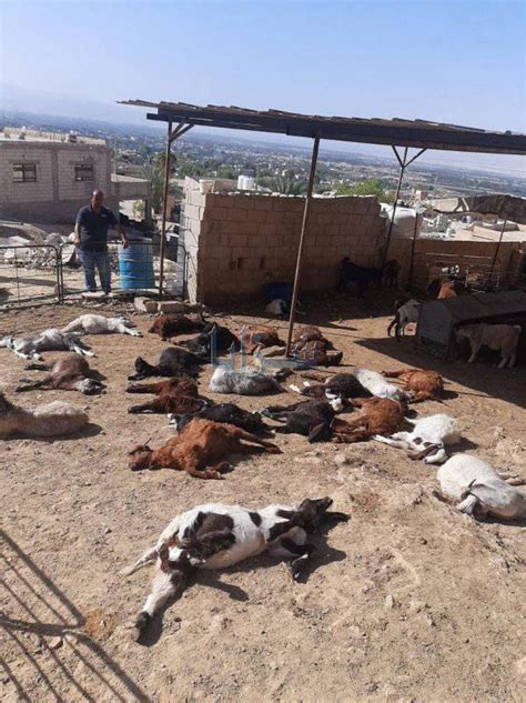 كلاب ضالة تفترس 23 رأس من الماعز في الشونة الأردن اليوم وكالة أنباء سرايا الإخبارية حرية