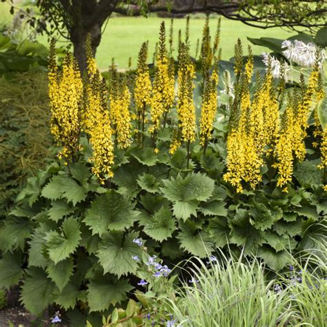Perennial Plant With Yellow Flowers Identification 33 Types Of Yellow