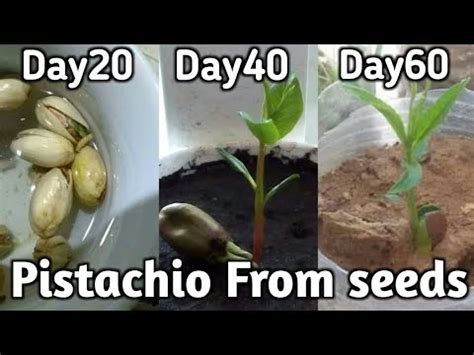 How To Grow Pistachio Pista From Seeds Germination To Healthy