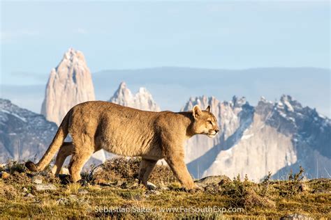 Patagonia Journeys Patagonia Nature Tours Far South Expeditions