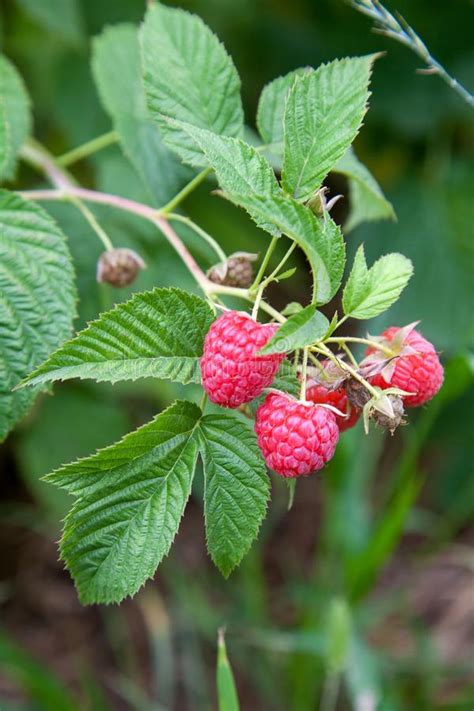 Ripe And Unripe Raspberry In Fruit Garden Growing Natural Bush Of