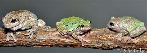 How Many Can The Gray Tree Frog Lay Eggs