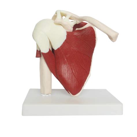 Buy Educational Model Human Anatomy Shoulder Joint Model With Ligament