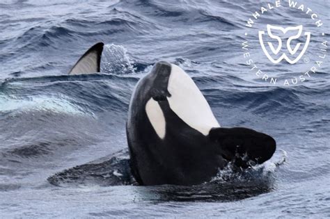 Bremer Canyon Orca Experience Whale Watch Western Australia