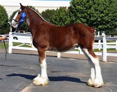 Classic City Clydesdales Stallions Big Horses Clydesdale Horses