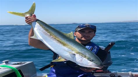 Yellowtail fish, seriola lalandi is a fish species with elongated and compressed fusiform bodies which are taper at both ends and wide in the middle. VICTORIAN YELLOWTAIL KINGFISH IN THE TINNY - YouTube