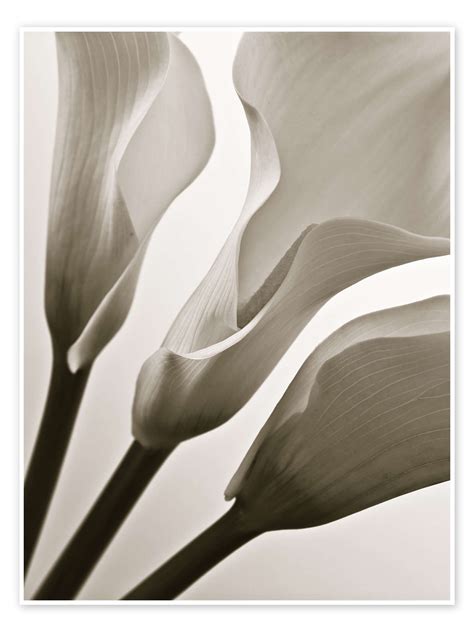 Calla Lilies Print By Assaf Frank Posterlounge