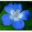 Pretty Blue Wild Flower By Forestina Fotos On DeviantART