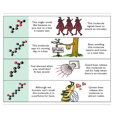Bee Pheromone Molecules Ingridscienceca