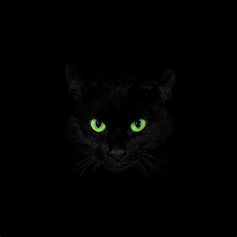 Black Cat With Green Eyes By Ryan Thomas Ubicaciondepersonascdmxgobmx