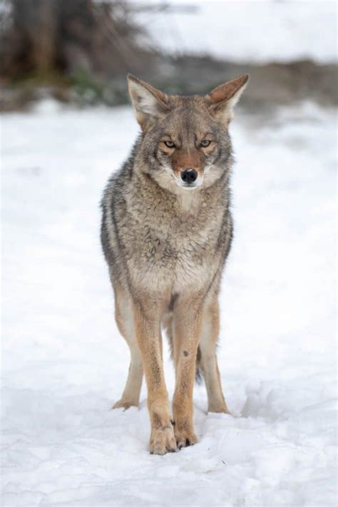 Coyotes Alaska Wildlife Conservation Center