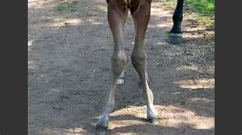 Angular Limb Deformity In The Foal North Texas Farm And Ranch