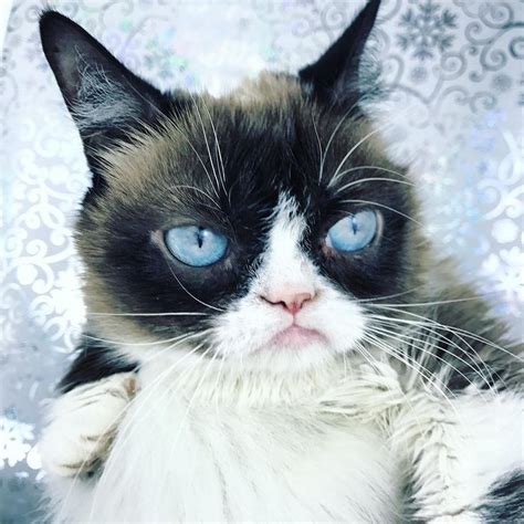 Instagram Post By Grumpy Cat • Jan 1 2019 At 224am Utc Grumpy Cat