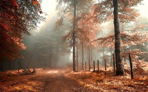 Download Autumn Forest Wallpaper Mmm Foggy By Caitlynj85 Autumn