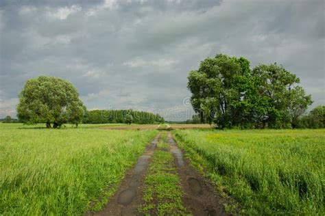 Road With Puddles Through A Green Meadow With Tall Grasses Large Trees