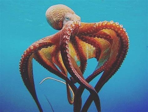 Interesting Facts About Octopuses