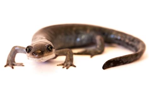 Newts And Salamanders News All The Latest About Newts And Salamanders