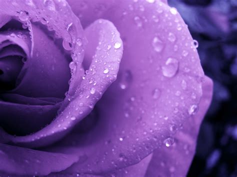 Wallpaper Flowers Purple Water Drops Blossom Pink Dew Flower