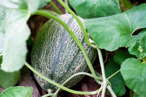 Nasturtium, which is a powerful pest deterrent (squash bugs, aphids, and striped cucumber beetles) used as a companion for various plants, including broccoli, tomatoes, and more. Companion Planting For Melons • Insteading