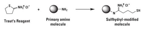 Pierce Trauts Reagent 2 Iminothiolane Thermo Fisher Scientific