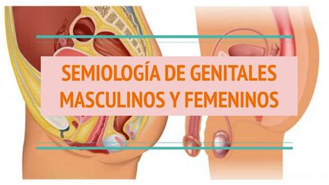Semiolog A De Genitales Masculinos Y Femeninos Estephanie Manjarres