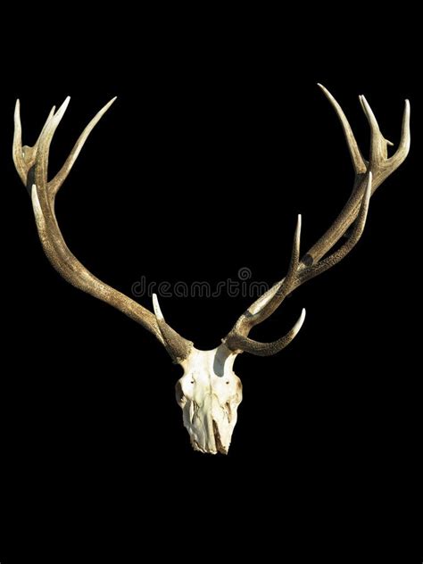 Deer Head Skull Antlers Isolated Stock Images Download 225 Royalty