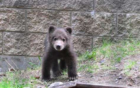 Kodiak Brown Bear Cub Zoochat