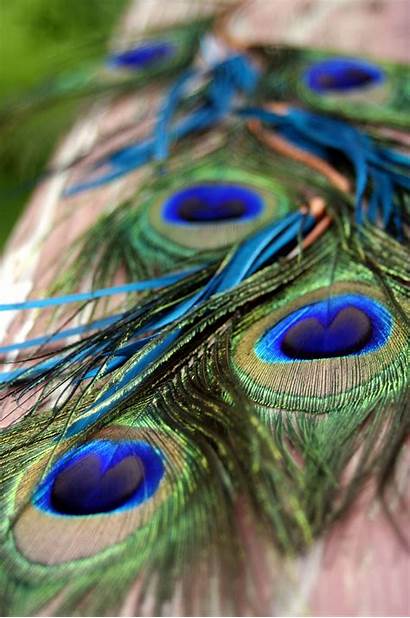 Peacock Feather Feathers Teal