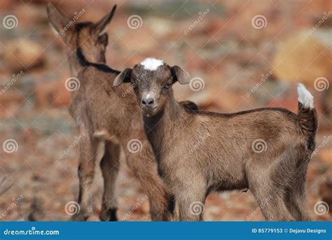 Pair Of Baby Goats Balancing On Rocks Stock Image Image Of Farm