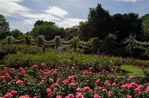 Photography Regents Park Flower Garden