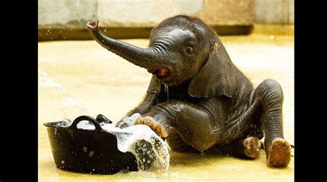 25 Impossibly Cute Animals Taking A Bath Page 19 Of 25 Inspiremore