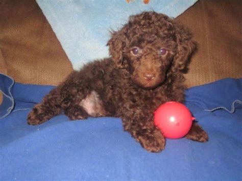 May 25, 2020 · apricot poodles for sale browse adorable apricot poodles for sale right here at teacups, puppies & boutique ® , where we've been specializing in toy poodle puppies for sale since 1999! AKC Chocolate, Red & Apricot Toy Poodle Puppies for Sale ...