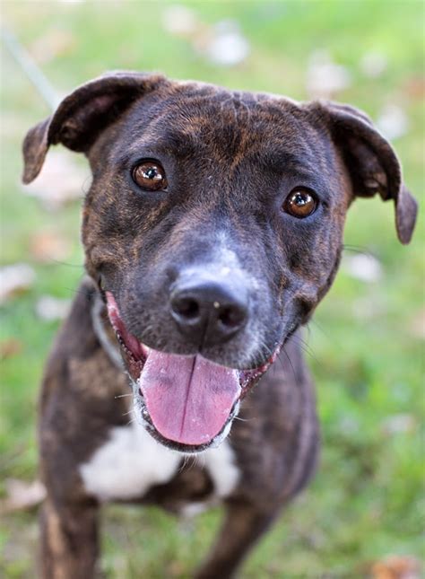 This coloring is often referred to as dappled or mottled. Shelter Dogs of Portland: "PEACHES" (aka Trina) gentle Brindle Pitbull