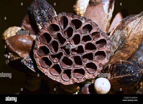 Lotus Flower Seed Pod Dry Out In Sun Light Stock Photo Alamy