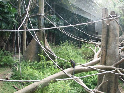 African Rain Forest Drill And Wolfs Guenon Exhibit Zoochat