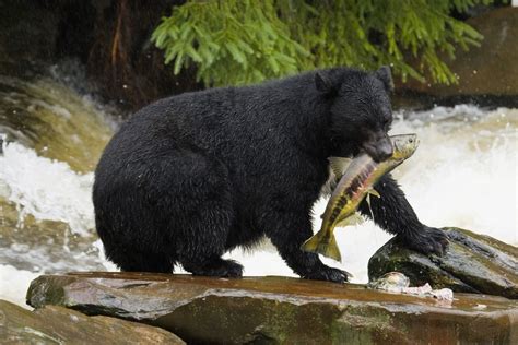 5 Surprising Facts About Black Bears Mnn Mother Nature