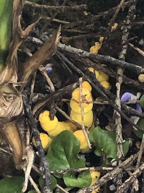 What is this mushroom? Found in the upstate of South Carolina, USA. : r
