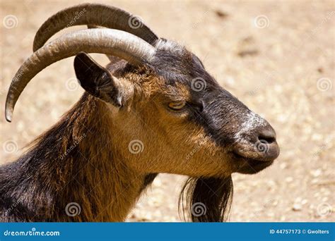 Full Grown Domestic Goat Stock Image Image Of Grown 44757173