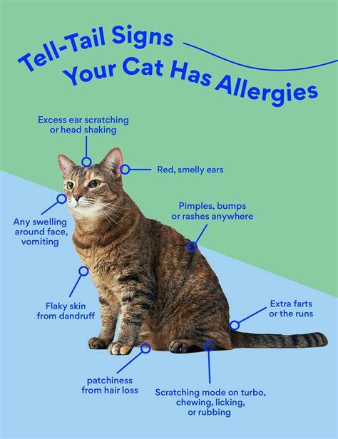 Are You Allergic To Cats But Not Allergic To Dogs