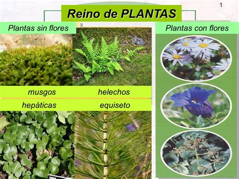 Lista 91 Foto 5 Nombres De Plantas Sin Flores Ni Frutos El último 11 2023
