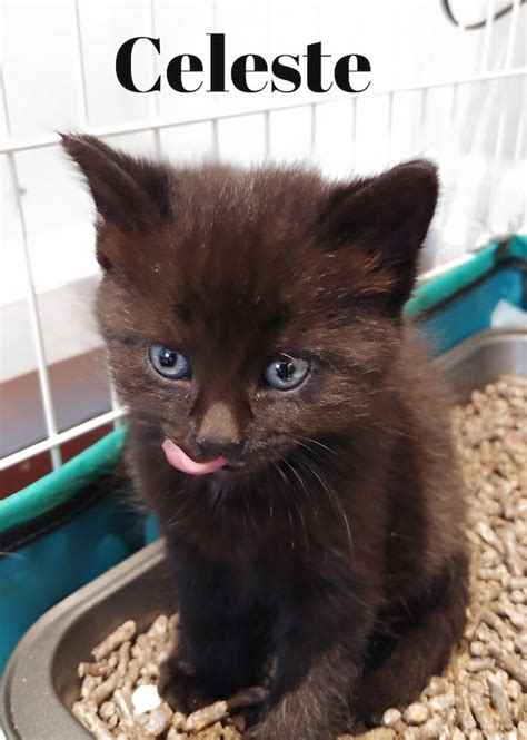 Celeste Playful Rescue Kitten Finds Her Forever Home Oasis Animal